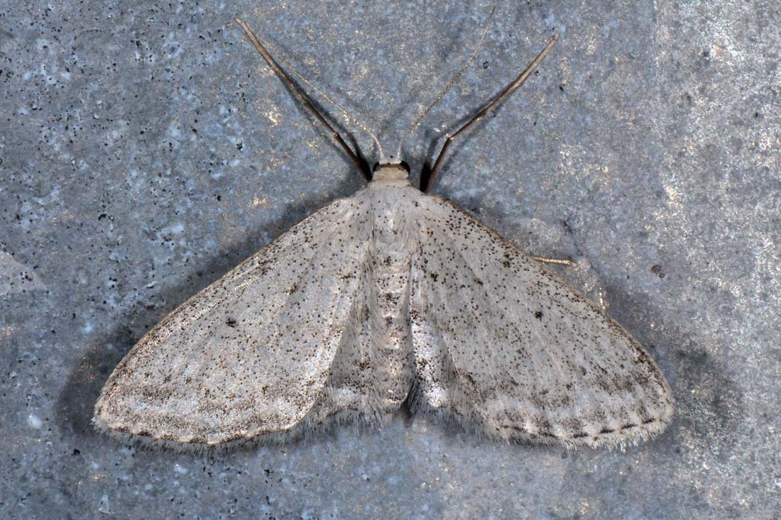 Geometridae: Idaea sp.